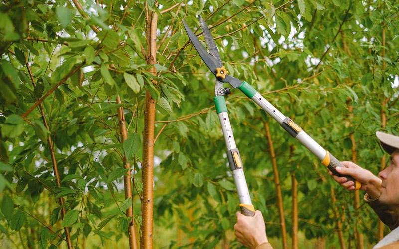 Tree trimming in Liscomb, IA